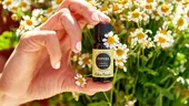 Uleiul de copaiba: remediu natural tradițional folosit pentru vindecarea rănilor și calmarea durerii