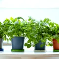 6 plante medicinale pe care le poți crește ușor acasă. Sunt utile pentru sănătate și nu necesită îngrijire complicată