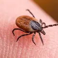 Noua armă împotriva căpușelor! Ce au descoperit oamenii de știință francezi