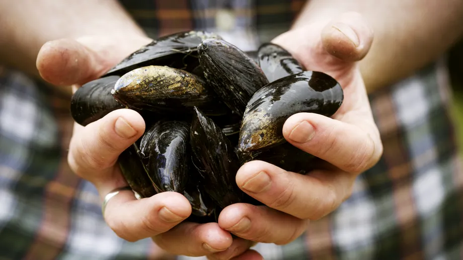 Alarmă pe litoral: peștele și fructele de mare românești, contaminate cu microplastice