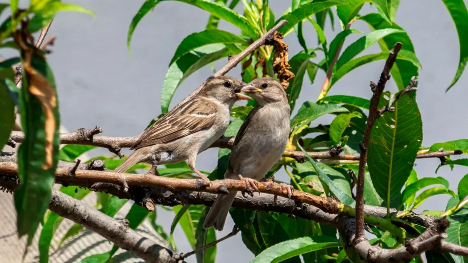 5 păsări care aduc noroc în viață. E bine să le ții pe lângă casă dacă vrei prosperitate, fericire și energii pozitive