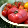 Cum ajuți roșiile să se coacă mai bine în august. Sfatul lui Monty Don pentru grădinari