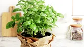 Plante pe care să le crești în bucătărie. Purifică aerul și te scapă de mirosul de mâncare