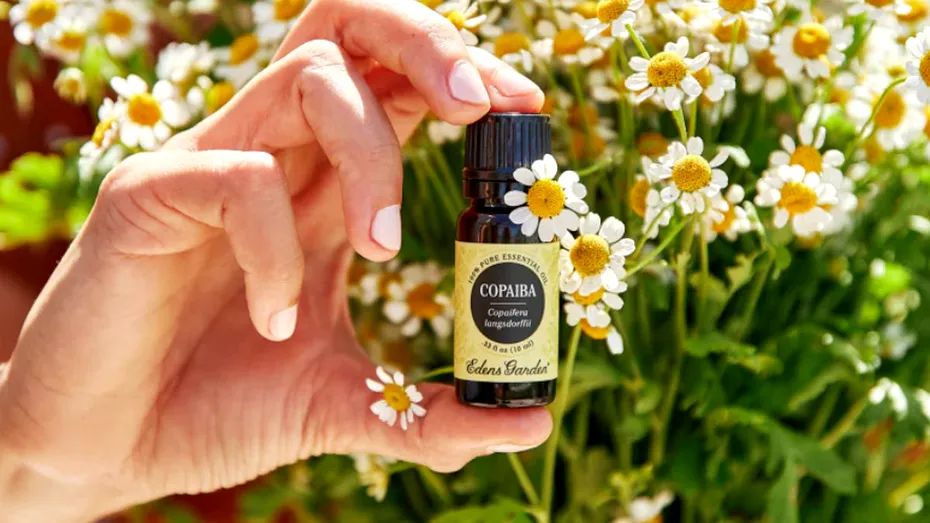 Uleiul de copaiba: remediu natural tradițional folosit pentru vindecarea rănilor și calmarea durerii