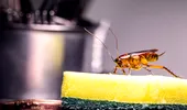Insecte care se ascund frecvent în spatele frigiderului și al electrocasnicelor din bucătărie