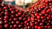 Cireșele au ajuns un lux în piețe. Fructele se vând și cu 150 de lei kilogramul, iar românii cumpără „doar de poftă”