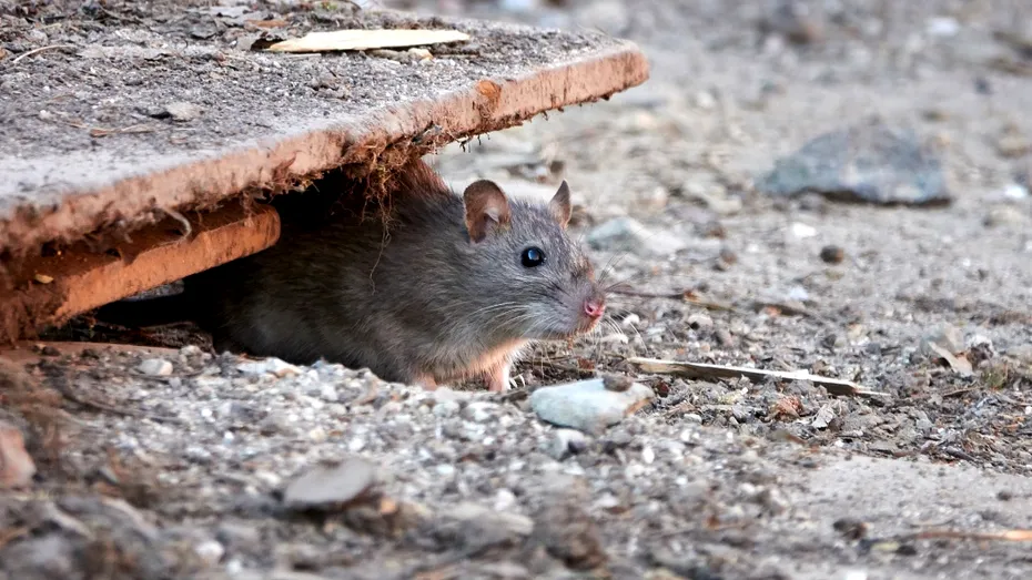 Soluții NATURALE care pot ține rozătoarele la distanță. Cum îți ferești locuința de invazia șobolanilor