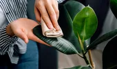 Cu ce să ștergi frunzele plantelor ca să lucească natural, fără ulei