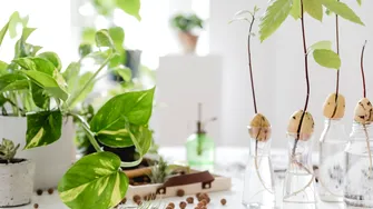 Plantele-minune pe care trebuie să le ai în casă! Medicii dezvăluie beneficiile uluitoare ale acestora