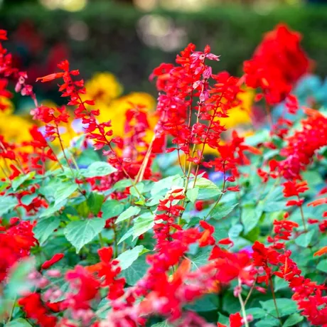 Cât de des trebuie să urzi plantele! Secrete pentru o grădină sănătoasă și înfloritoare pe caniculă