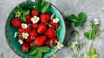 Cum să obții multe căpșuni dulci dintr-un singur fruct. Trucul simplu pentru a le cultiva pe balcon