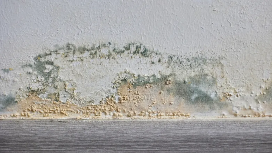 Cum poți aduce mucegaiul în casă fără să îți dai seama. Detaliul ignorat în grădină