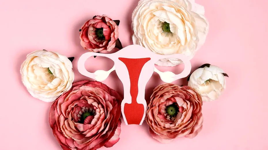 Cum se modifică, de fapt, zona genitală a femeii, la menopauză. Țesuturile se subțiază, iar unele pot dispărea