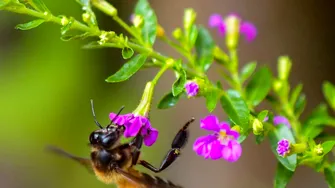 Ce este mierea mov și cum își obține culoarea unică