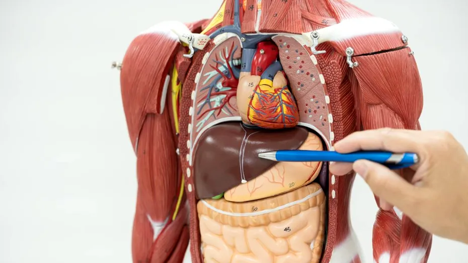 Sănătatea inimii și a ficatului: care sunt riscurile interconectate