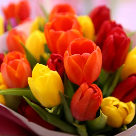 Cum faci lalelele să reziste peste 7 zile în vază. Secretul florarilor din Olanda