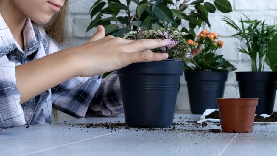 De ce pun oamenii o monedă de cupru în ghiveciul florilor. Metoda simplă care protejează plantele