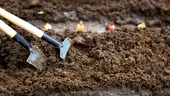 Secretul bunicilor pentru un pământ mai fertil după ce ai cultivat ceapă. 5 soluții naturale