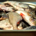 Pești care sunt periculoși pentru organism! Se găsesc și în supemarketurile din România!