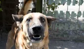 Copil de 4 ani din Buzău, ucis de un câine după ce a intrat într-o stână. Tragedia s-a petrecut sub ochii localnicilor / VIDEO