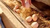 Ce să pui în apa găinilor dacă vrei să facă ouă mai mari