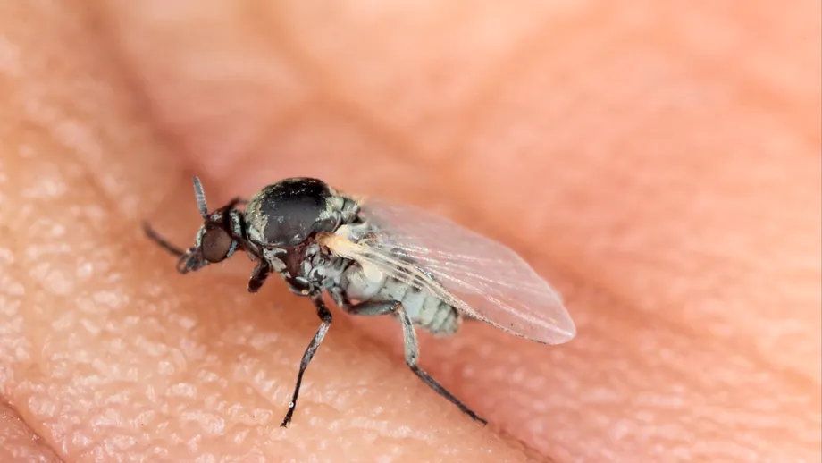 Musca neagră face victime în Spania. Ce simptome au oamenii mușcați de insecta agresivă