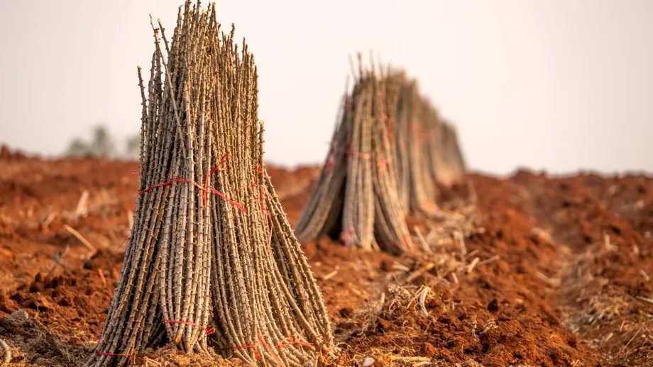 Superalimentul viitorului: e folosit ca material de construcții, dar e bun pentru glicemie și intestine. Cum trebuie gătit să nu elibereze ceanură