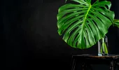 Frunzele plantei tale Monstera se îngălbenesc? Iată ce greșeli îi ucid planta fără să-ți dai seama