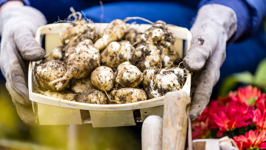 Pulbere din topinambur care înlocuiește zahărul, utilă pentru diabetici, creată de cercetătorii de la IBA-București