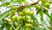 Sucul de amla: secretul natural pentru păr, piele și digestie sănătoasă