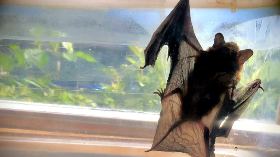Cât de periculoasă este prezența liliecilor în locuință? Pot provoca boli fatale