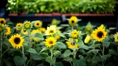 Floarea spectaculoasă pe care specialiștii recomandă să nu o plantezi lângă casă. Poate afecta dezvoltarea altor plante din grădină