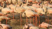 Efectele pandemiei: zeci de mii de păsări flamingo cuceresc metropola Mumbai din India