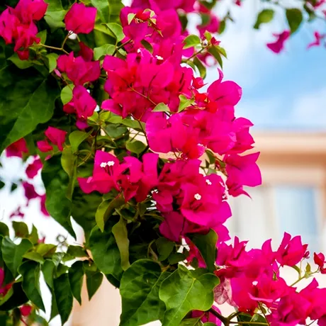 Floarea care ar putea preveni cancerul. Te scapă rapid și de problemele gastrointestinale