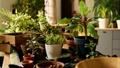 Cum să îngrijești plantele de apartament pentru o „reînviere” spectaculoasă după sezonul rece