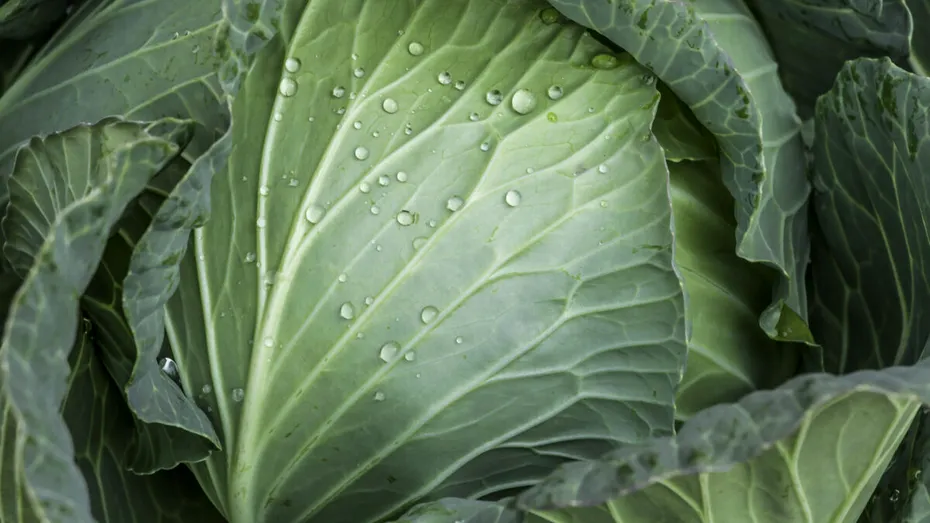 Frunzele de varză: Remediul natural care alină durerile și inflamațiile