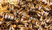 Avertismentul care îi va îngrozi pe toți cei care se tem de albine: O înțepătură te poate ucide!