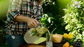 „Limonada de deparazitare” face furori pe internet. Rețeta cu plante și condimente care a devenit virală, dar medicii avertizează / VIDEO