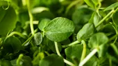 Superalimentul verde pe care mulți îl ignoră. Efectele sale asupra sănătății