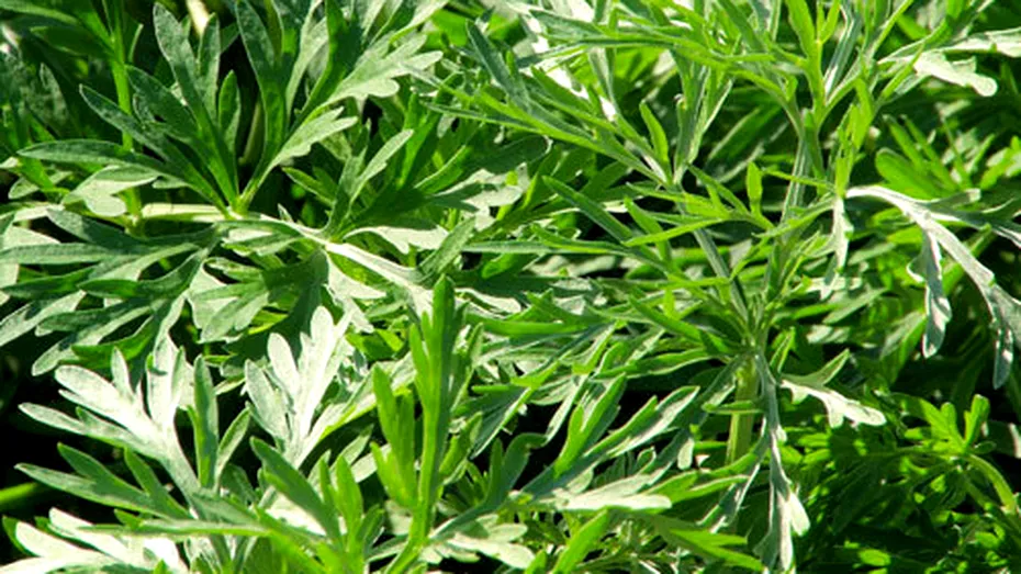Pelin (Artemisia absinthium)