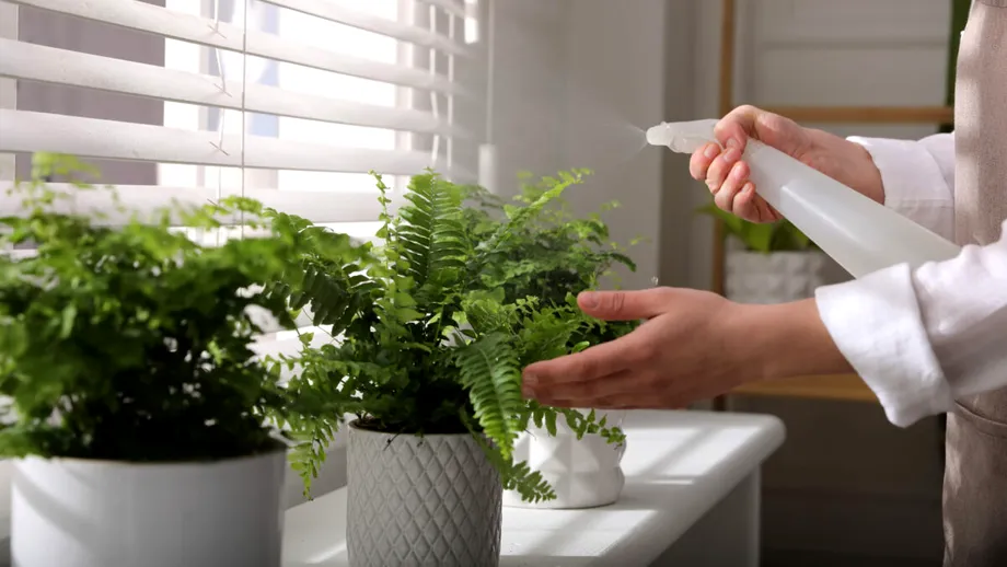 De ce e bine să ții o ferigă în casă