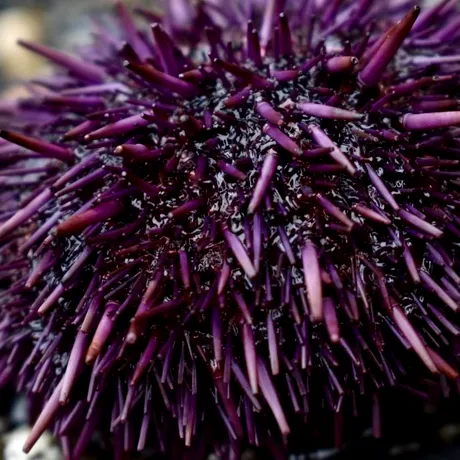 Avertisment pentru turiștii care merg în Grecia, Italia sau Spania: viețuitoare marine și bacterii din Marea Mediterană ce pot transforma vacanța într-o urgență medicală