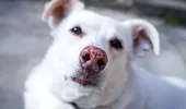 Ce se întâmplă dacă lași un animal în mașină chiar și 10 minute