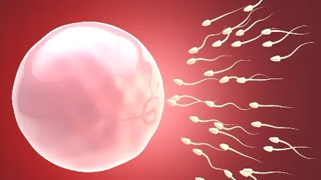 Bărbaţi fiţi mândri! Spermatozoizii pot “efectua” calcule
