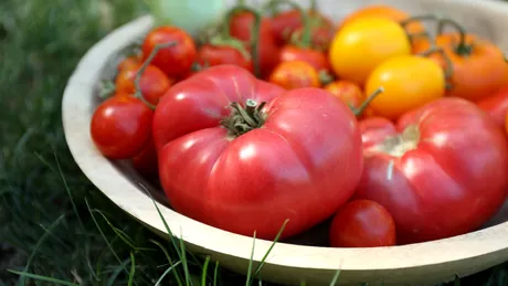 Cum ajuți roșiile să se coacă mai bine în august. Sfatul lui Monty Don pentru grădinari
