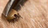 Atenție la capușe! Boala Lyme și babesioza sunt în creștere
