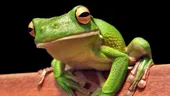 S-au inventat antibioticele din piele de broasca