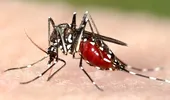 Informaţiile despre virusul Zika, „mai îngrijorătoare” decât se credea iniţial