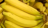 Culturile de banane sunt în pericol la nivel mondial