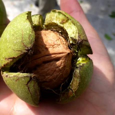 Nucile, considerate cele mai sănătoase fructe oleaginoase. Scad colesterolul, sunt bune împotriva depresiei și oferă sațietate